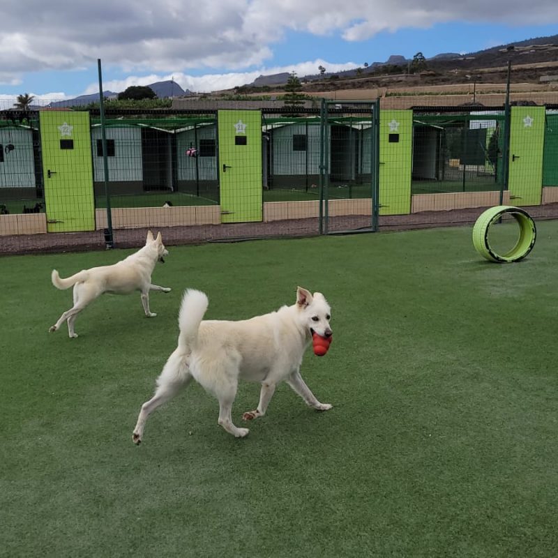 juguetes-para-perros-koala-pets-home