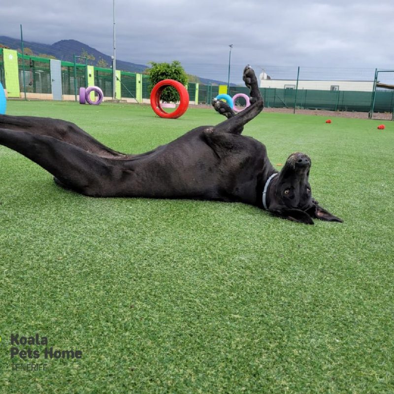 parques para perros tenerife koala pets home