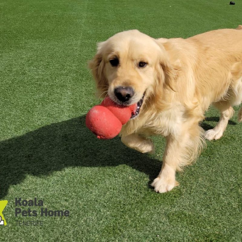 cabecera juguetes para perros Koala Pets Home