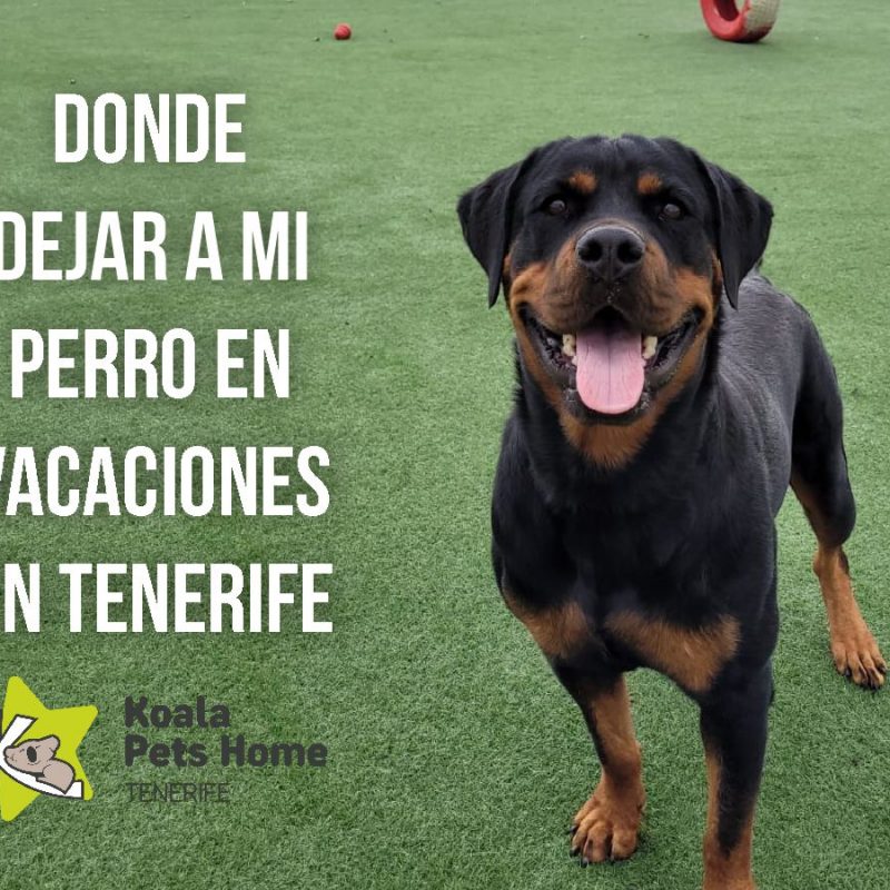 donde-dejar-a-mi-perro-es-vacaciones-en-tenerife