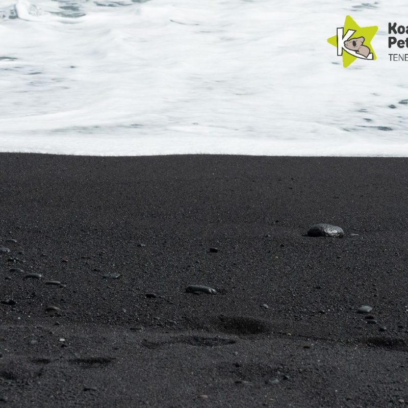 mejores-playas-para-perros-en-canarias-koala-pets-home