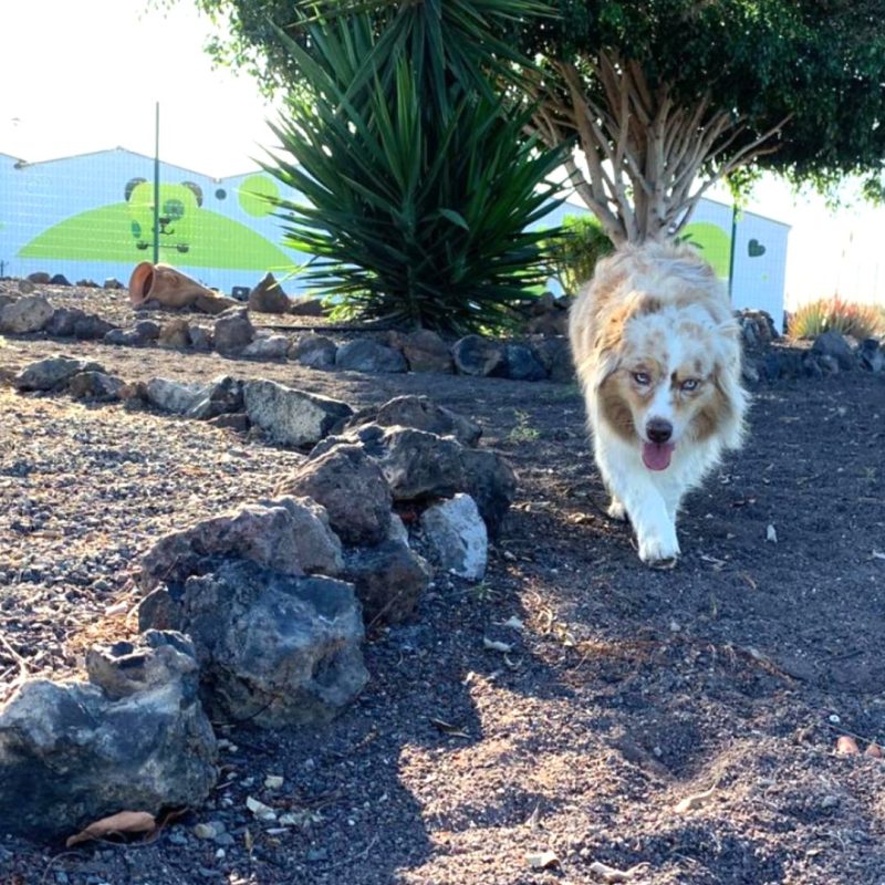 estres-en-los-perros-koala-pets-home