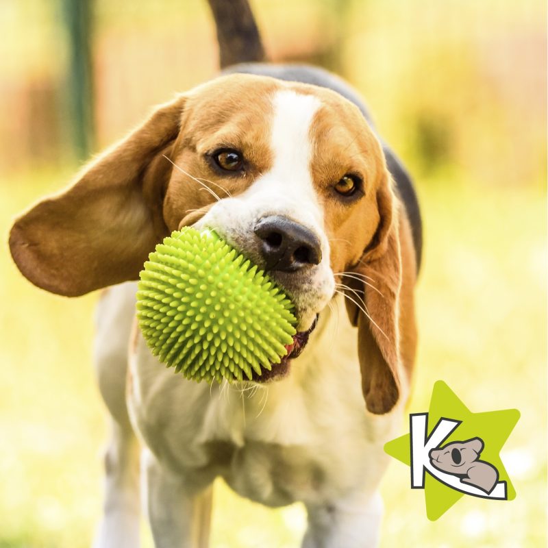 sindrome-de-pica-juguetes-para-perros