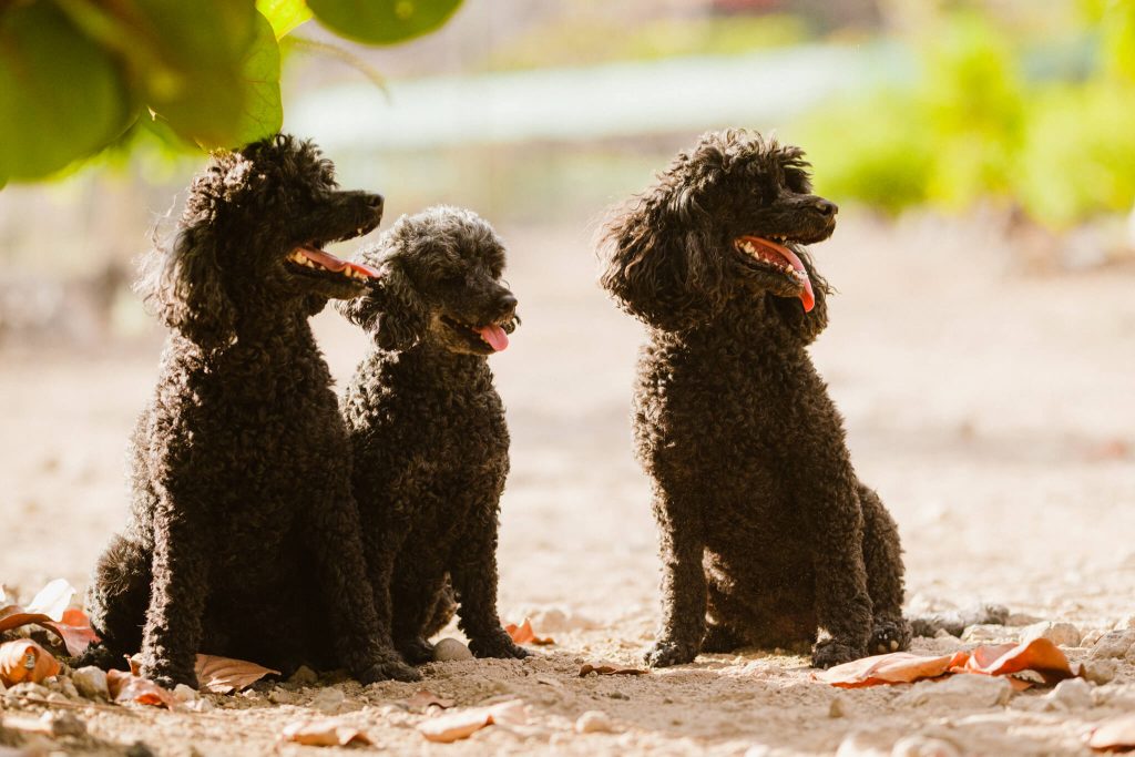 como-socializar-a-tu-perro-2