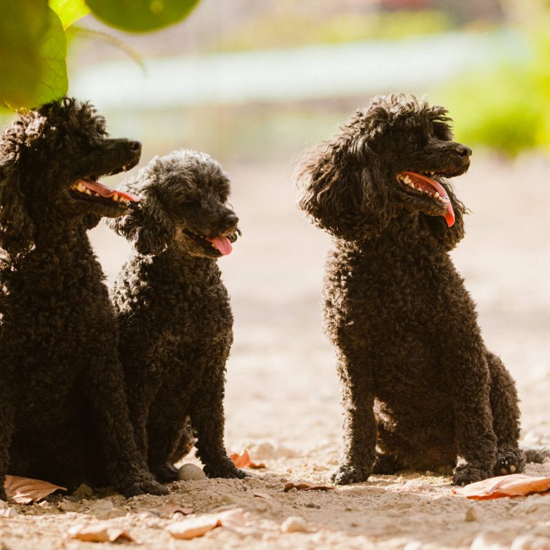 como-socializar-a-tu-perro-2