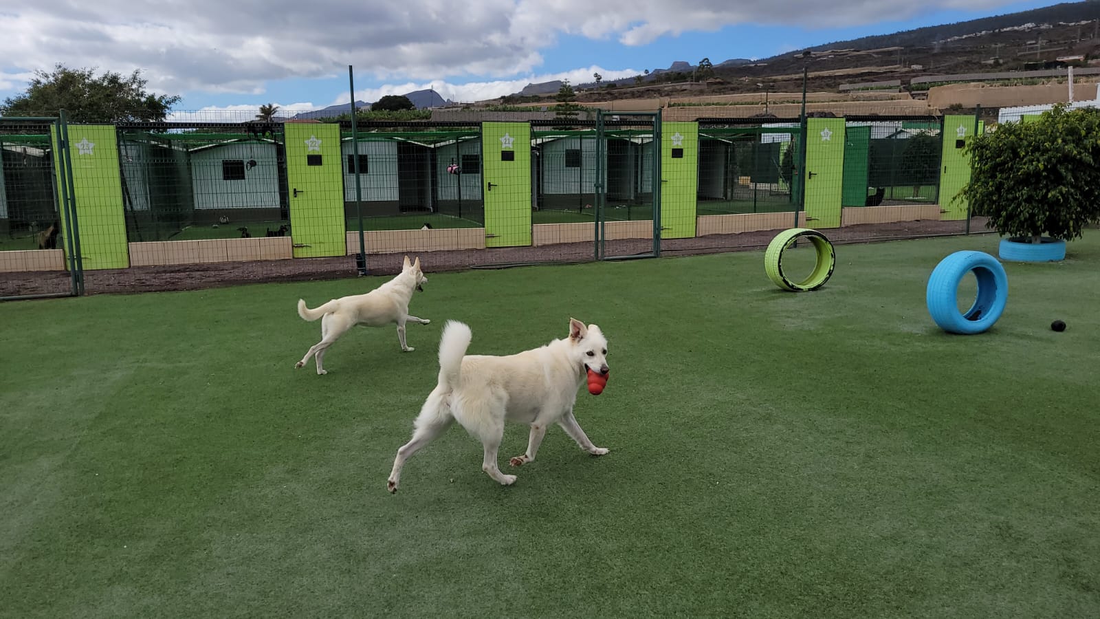 cuidadores-de-perros-o-residencias-caninas-koala-pets-home-2