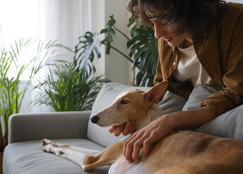 cuidadores-de-perros-o-residencias-caninas-koala-pets-home-4