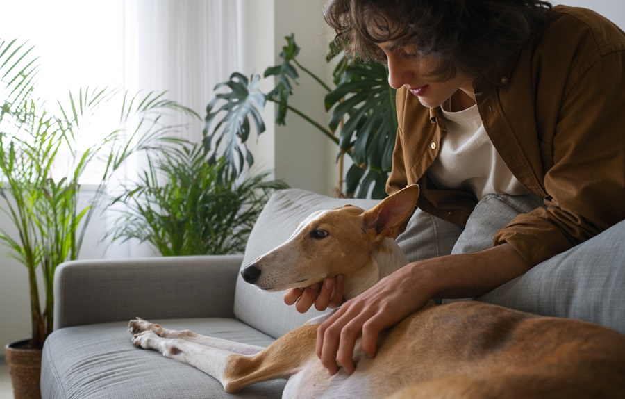 cuidadores-de-perros-o-residencias-caninas-koala-pets-home-4