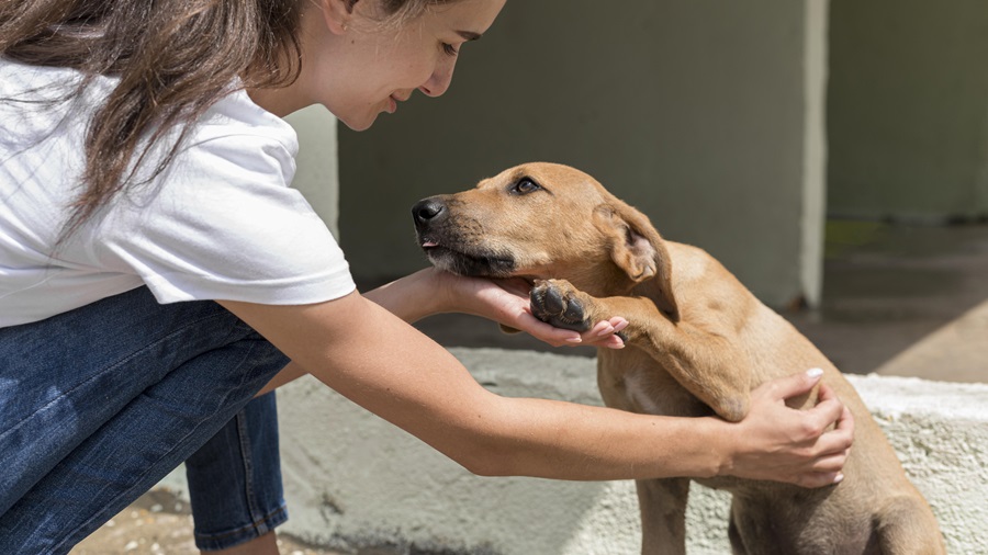 cuidadores-de-perros-o-residencias-caninas-koala-pets-home-5