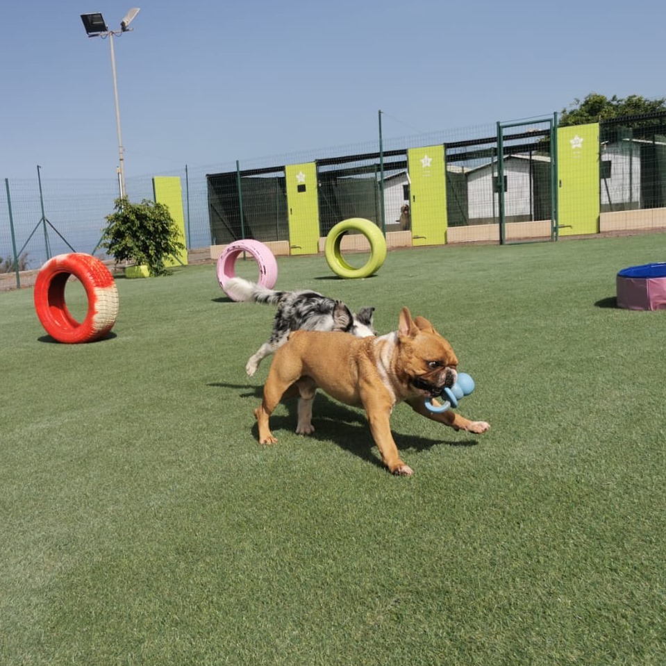educacion-y-adiestramiento-canino-hotel-para-perros