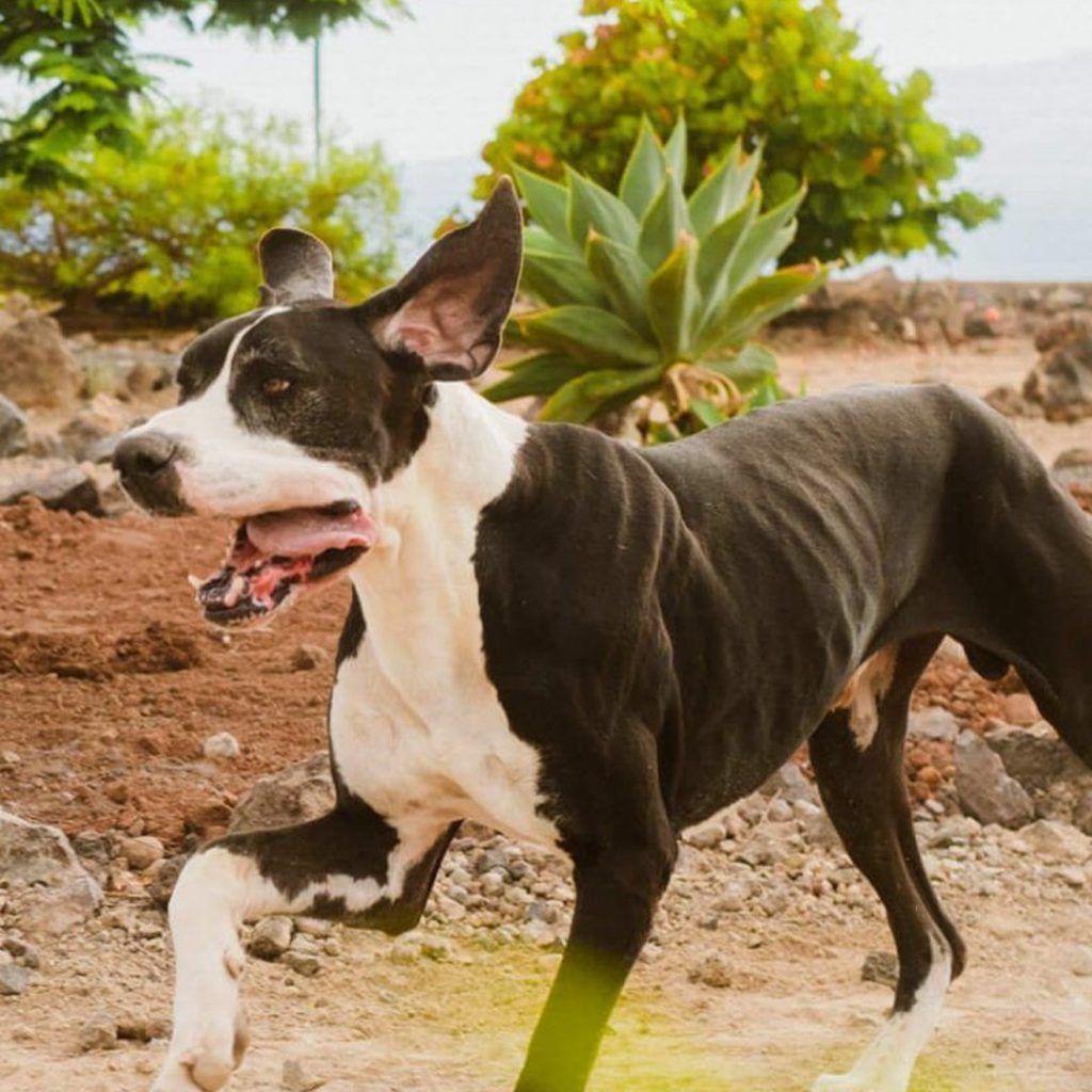 beneficios-pasear-al-perro-koala-pets-home