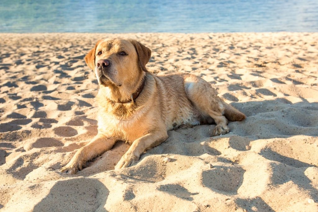 protector-solar-para-perros