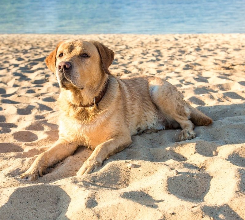 protector-solar-para-perros