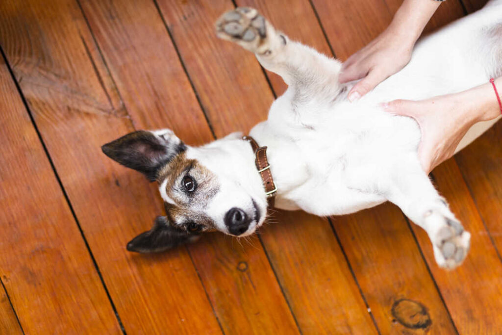 importancia-antiparasitarios-para-perros