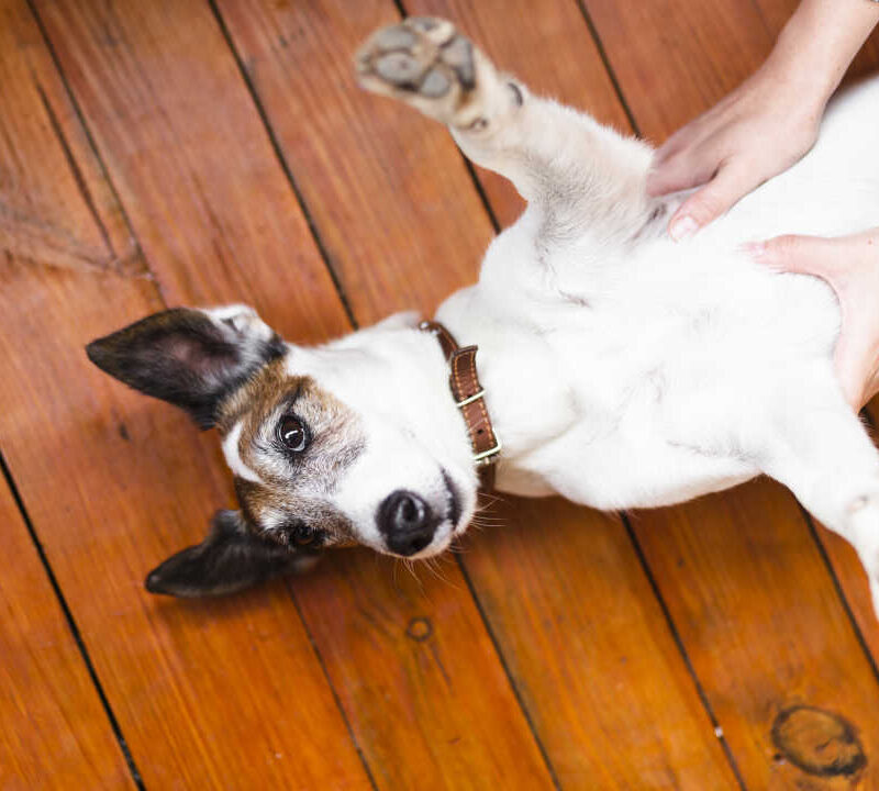 importancia-antiparasitarios-para-perros
