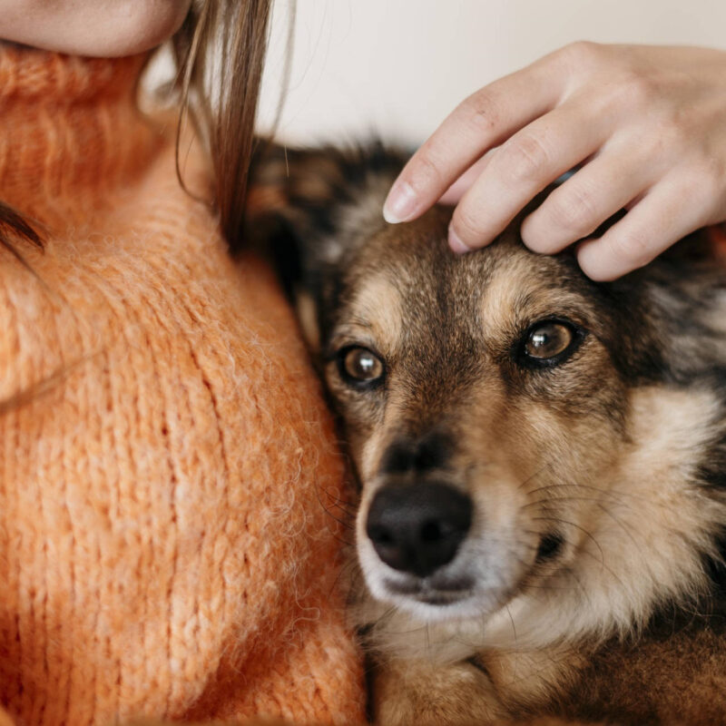 convulsiones-en-perros-cuidados