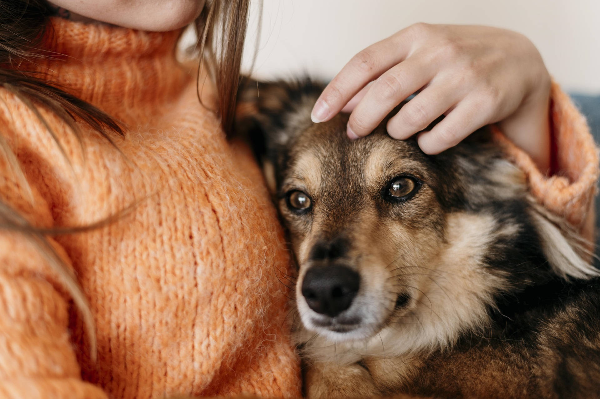 ¿Convulsiones en perros? Aprende cómo actuar y qué hacer