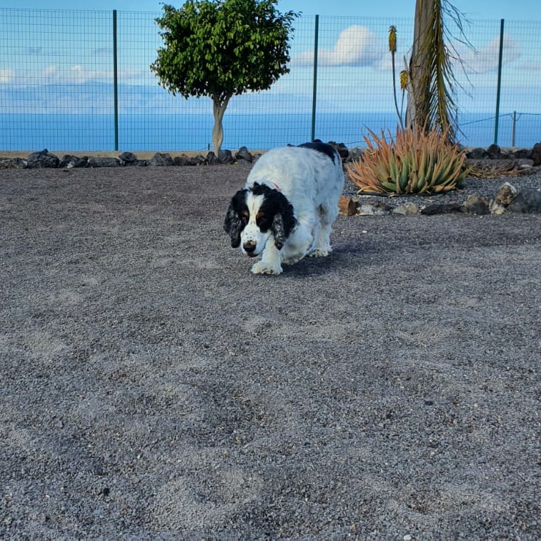 la importancia del olfato en los perros