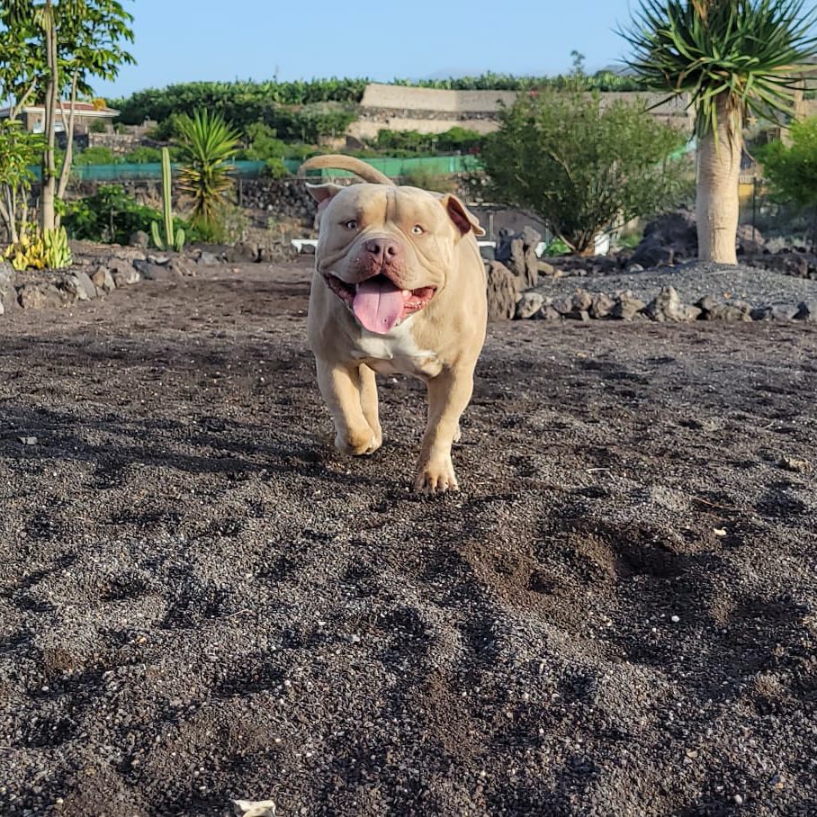  la importancia del olfato en los perros