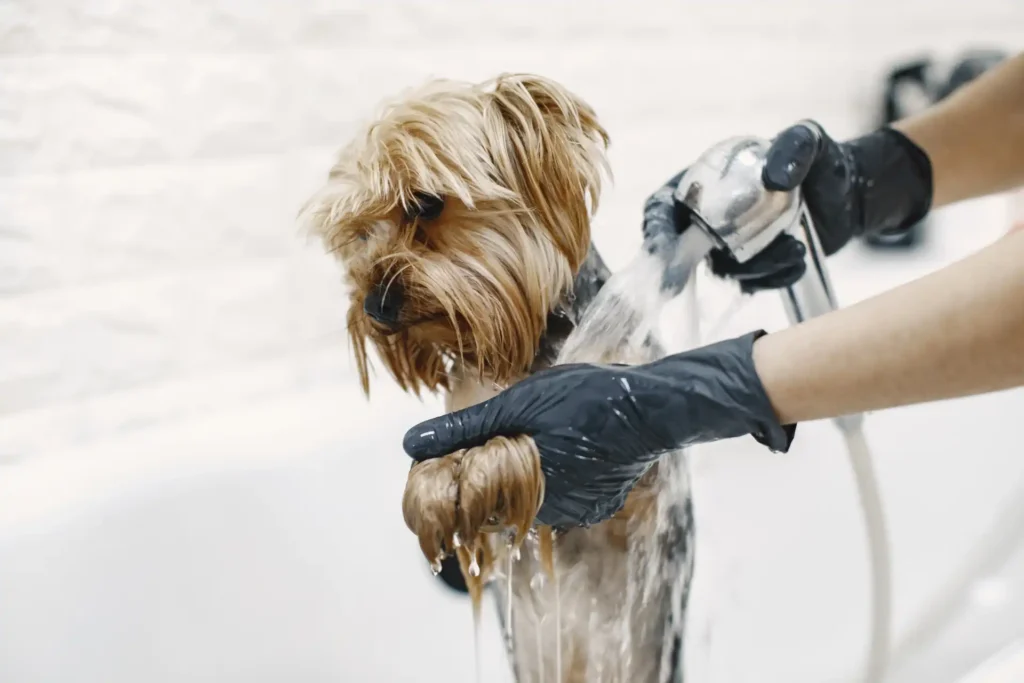 Imagen en la que se muestra un perro recibiendo un baño