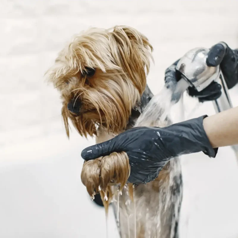 Imagen en la que se muestra un perro recibiendo un baño