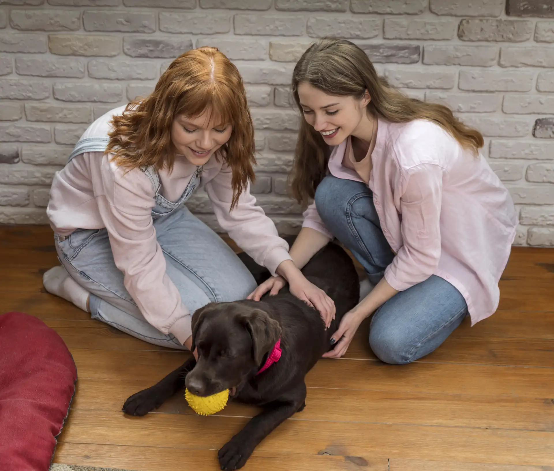 cómo educar a un cachorro juegos