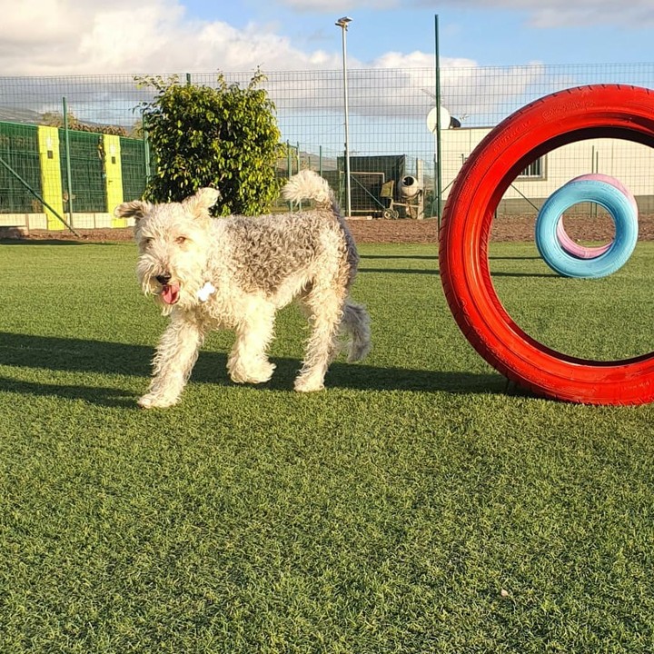 cómo educar a un cachorro consejos koala pets home
