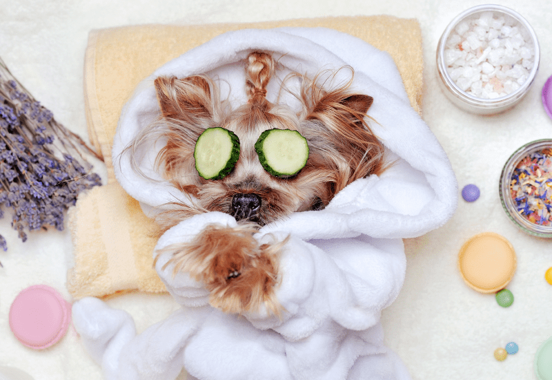 stripping-peluqueria-canina-koala