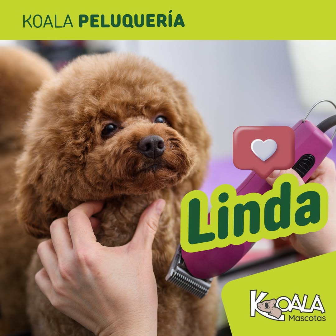 Foto de un perro recibiendo stripping en koala mascotas