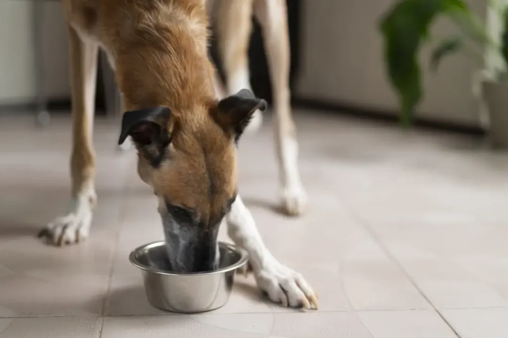 perro-comiendo-dieta-de-prescripción-veterinaria