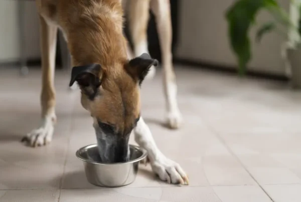 perro-comiendo-dieta-de-prescripción-veterinaria