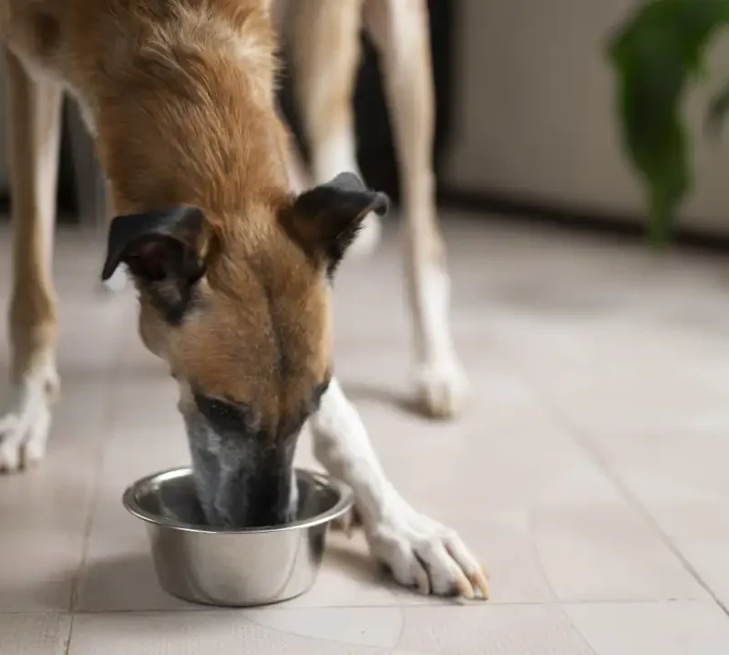 perro-comiendo-dieta-de-prescripción-veterinaria