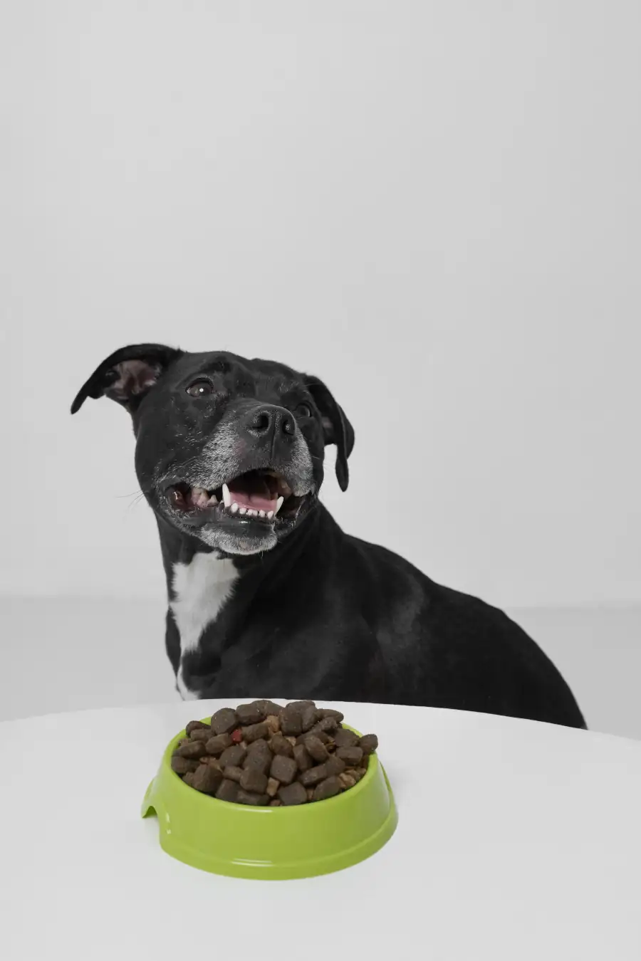 perro-con-comedero-de-dieta-de-prescripción-veterinaria