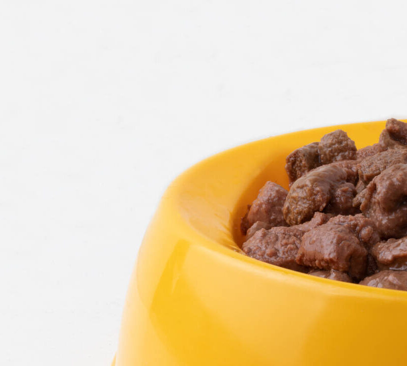 Imagen de comida húmeda para perros