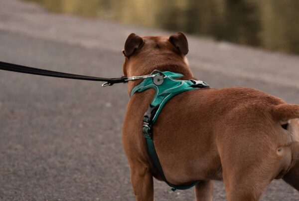 collar o arnes para perros