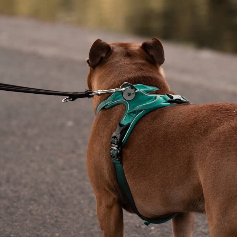 collar o arnes para perros
