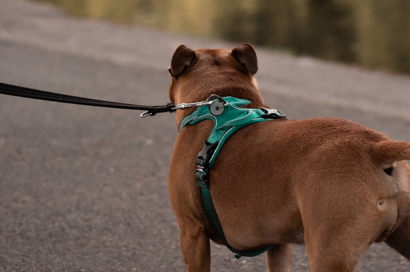 ¿Collar o arnés para tu perro?