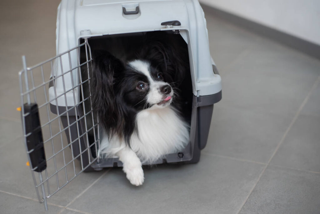 transportin para perro rigido