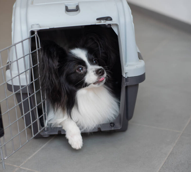 transportin para perro rigido