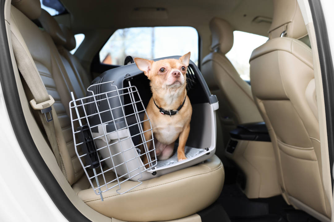 transportin para perro rígido en coche