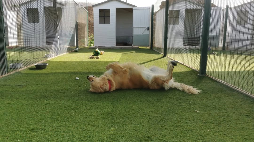tipos de bebederos hidratación en koala pets home