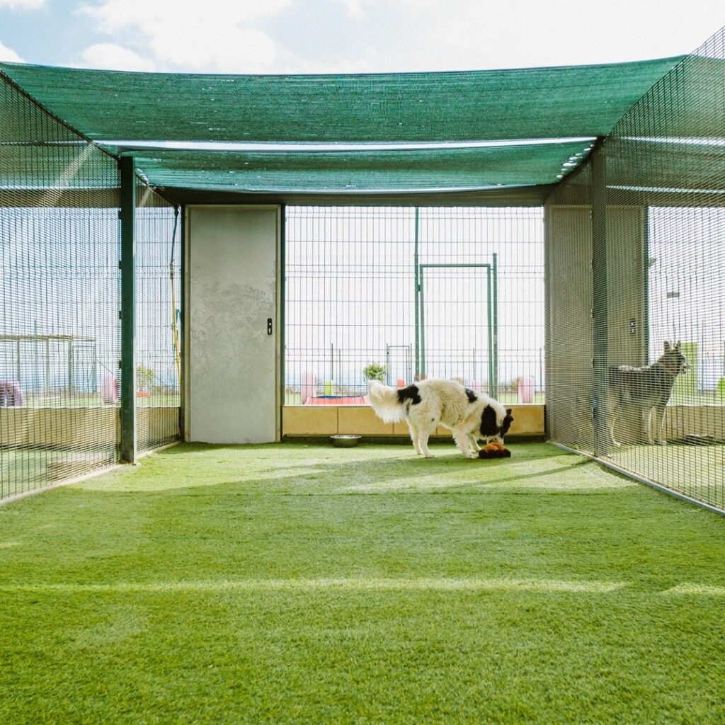 vacunas necesarias para hotel canino