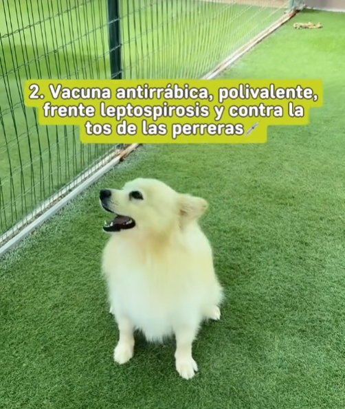 vacunas obligatorias hotel canino koala pets home