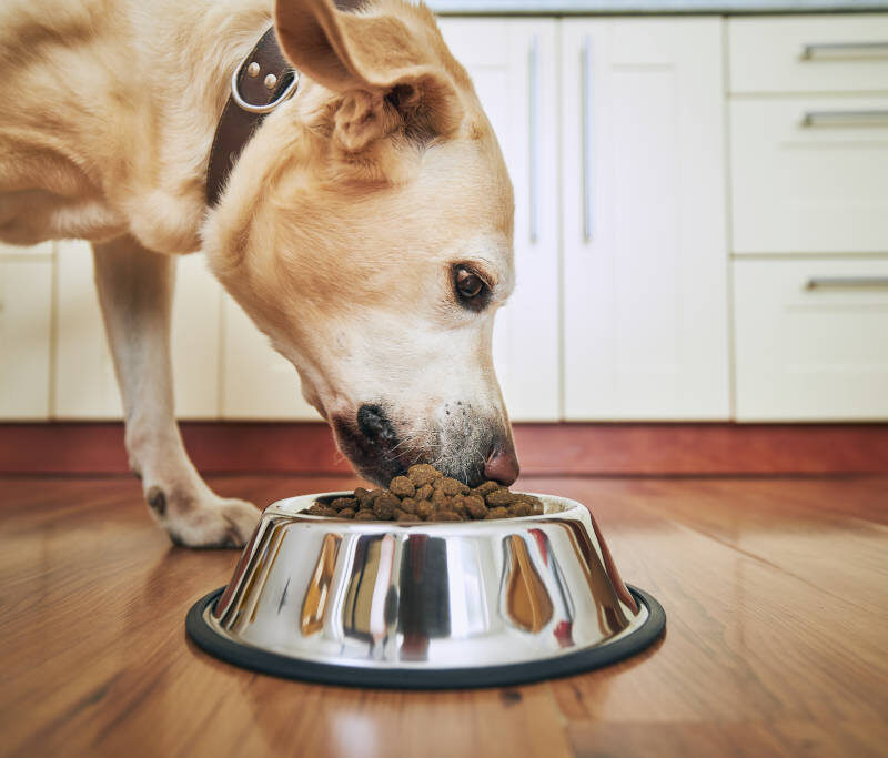 imagen de un perro comiendo de su comedero