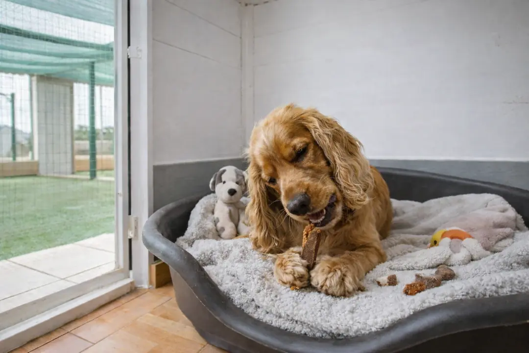 ¿Son buenos los snacks para perros?