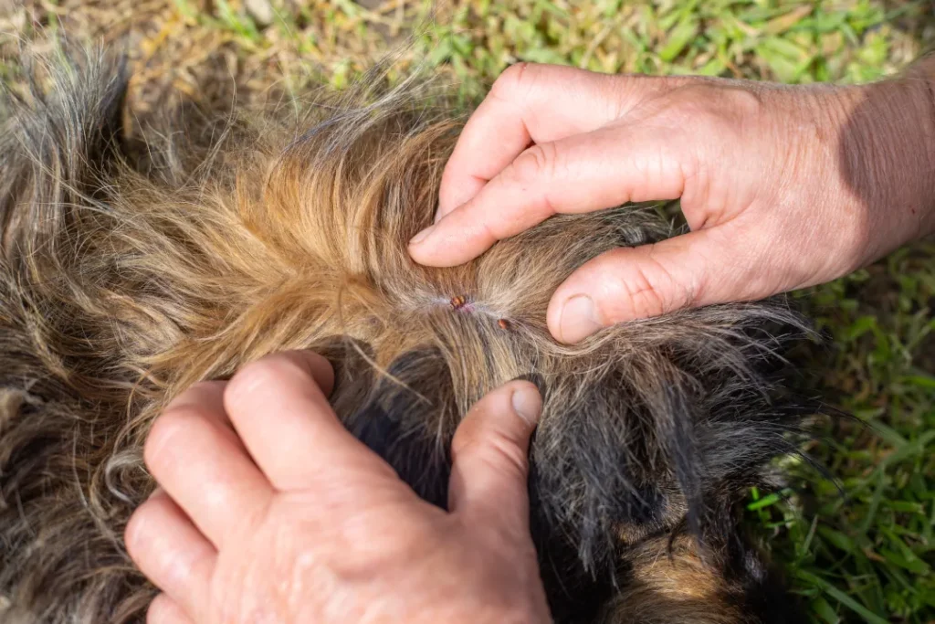 foto de un perro con garrapatas