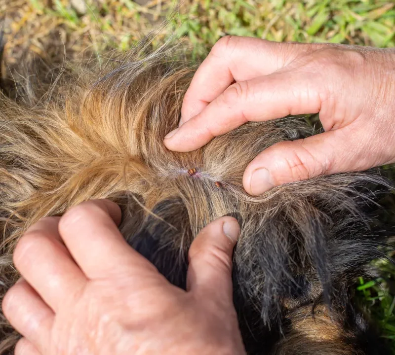 foto de un perro con garrapatas