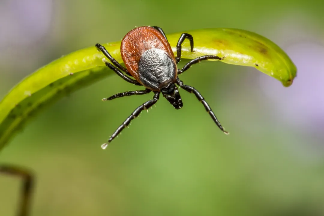 foto de una garrapata caminando por vegetación