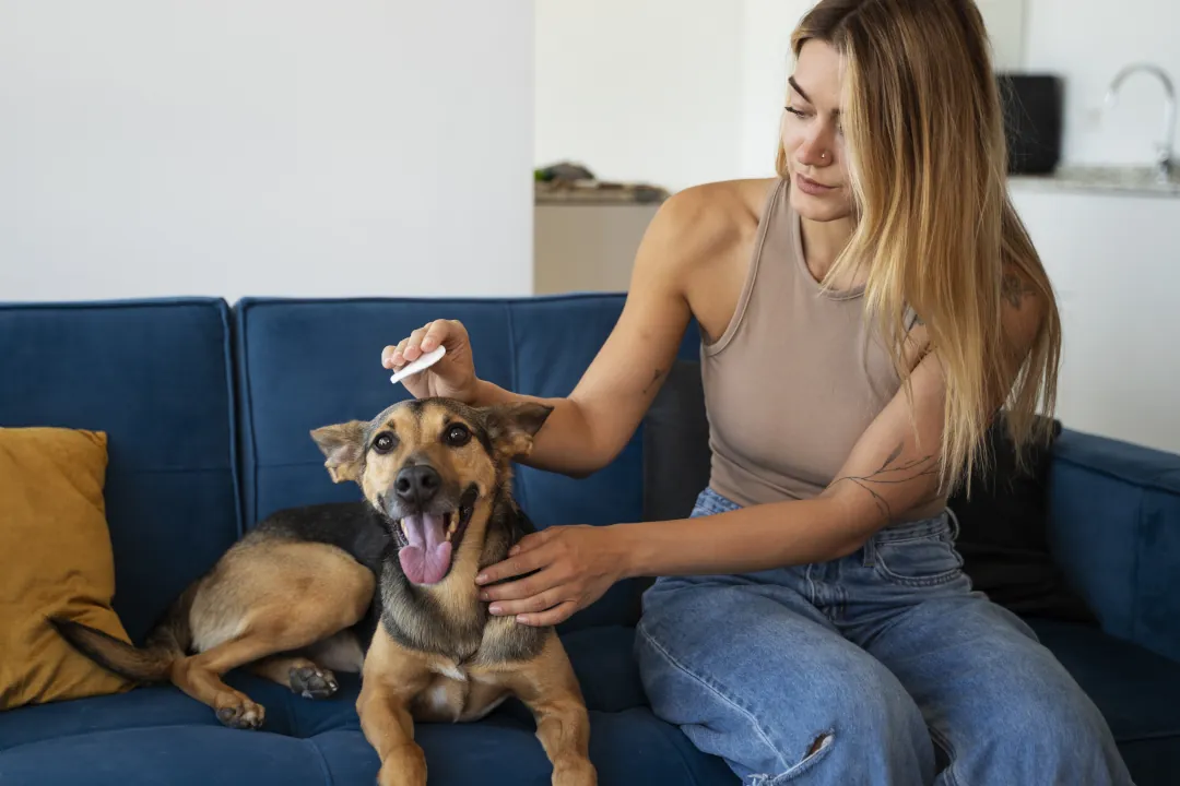 imagen de una persona revisando el pelaje de su perro buscando garrapatas