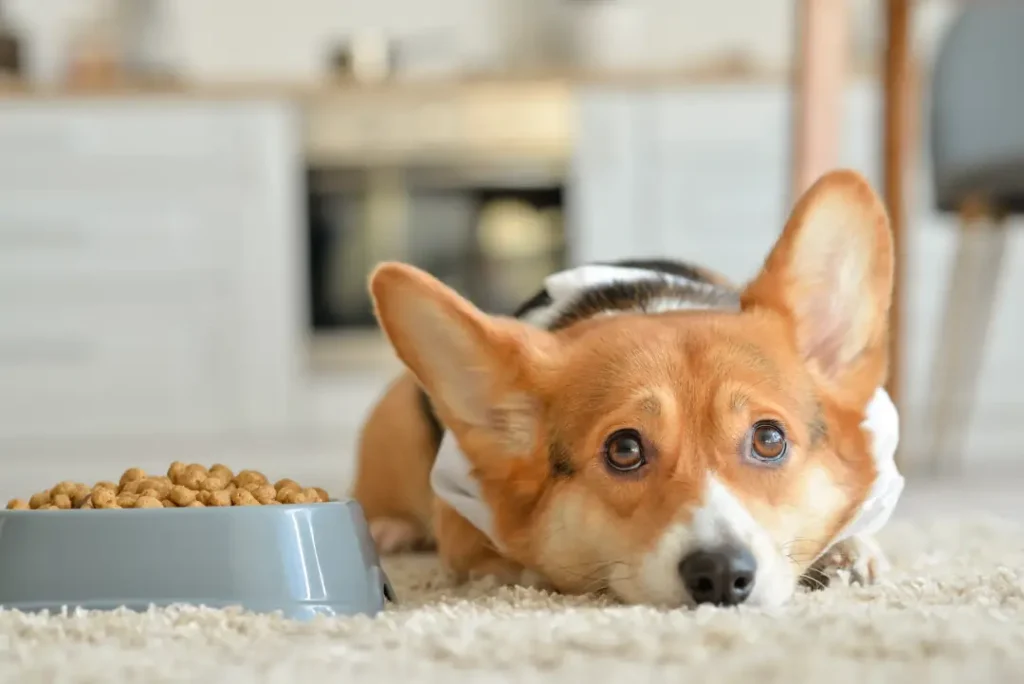 fotografía de perro que no quiere comer pienso